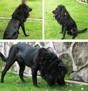 Lion Mane Wig for Dogs with Ears, Funny Pet Costumes for Halloween Christmas Medium to Large Breed